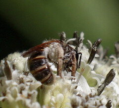 Halictus ligatus
