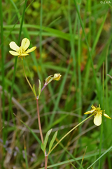 Ranunculus