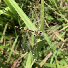 Selysiothemis nigra