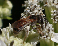 Halictus ligatus