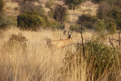 Alcelaphus buselaphus caama