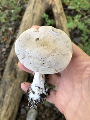 Hebeloma crustuliniforme