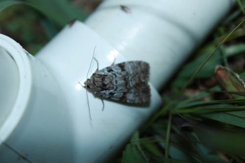 Large-spotted Dart photo 4