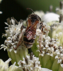 Halictus ligatus