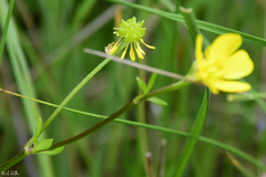 Ranunculus