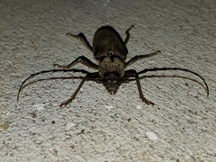 Enaphalodes hispicornis