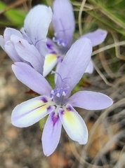 Babiana patula