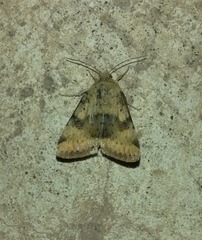 Heliothis viriplaca