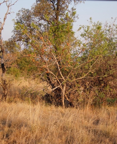 Large-fruited bushwillow (Combretum zeyheri)