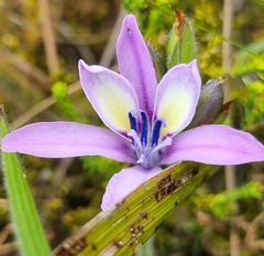 Babiana patula