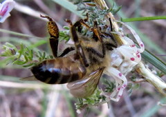 Thomisus citrinellus