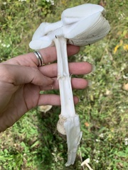 Amanita multisquamosa