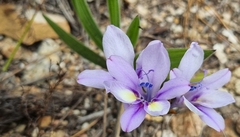 Babiana patula