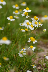 Matricaria