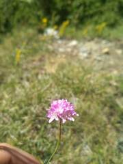 Armeria