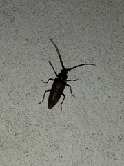 Enaphalodes hispicornis