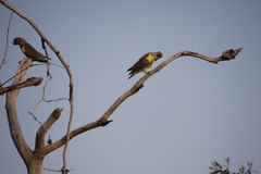 Poicephalus meyeri transvaalensis
