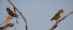 Poicephalus meyeri transvaalensis