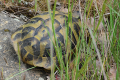 Testudo hermanni