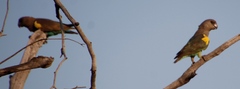 Poicephalus meyeri transvaalensis