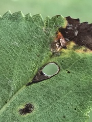 Coptodisca splendoriferella