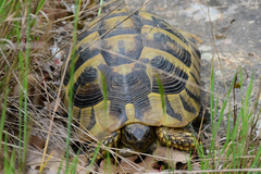 Testudo hermanni