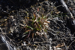 Dichanthelium acuminatum