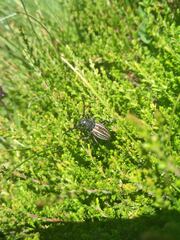 Dorcadion fuliginator