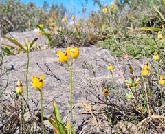 Ornithogalum maculatum