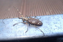 Paraleprodera itzingeri