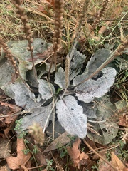 Golovinomyces sordidus