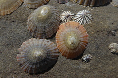 Cellana tramoserica