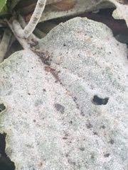 Golovinomyces sordidus