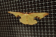 Corymica pryeri