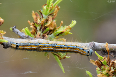 Malacosoma neustria