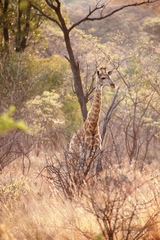 Giraffa camelopardalis giraffa