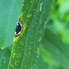 Botryosphaeria dothidea