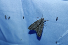 Acronicta lithospila