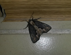 Dypterygia scabriuscula