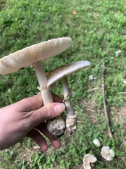 Amanita multisquamosa