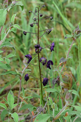 Verbascum phoeniceum