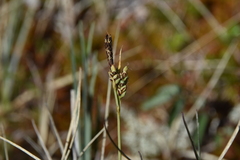 Carex livida