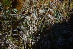 Carex livida