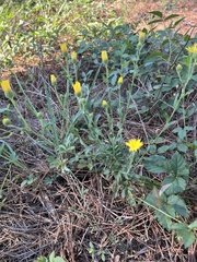 Bradburia pilosa