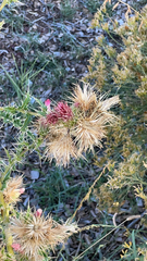 Cirsium arizonicum
