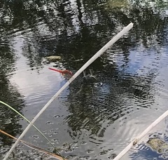 Selysiothemis nigra