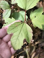 Viburnum