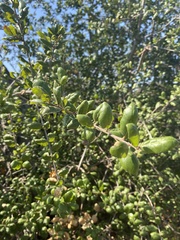 Quercus agrifolia