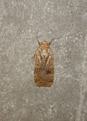 Noctua interposita