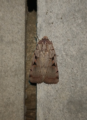 Eugnorisma chaldaica